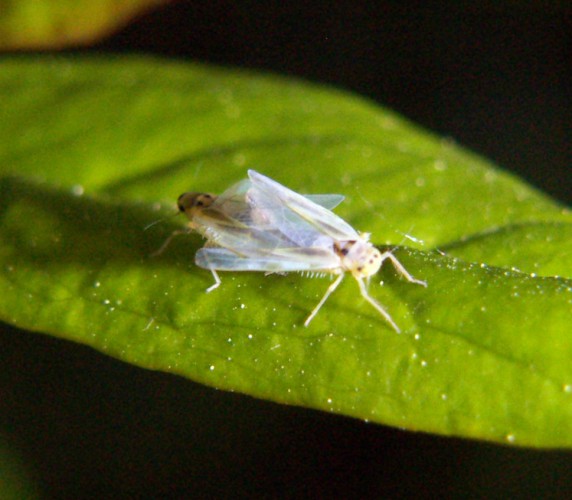 Cicadellidae da identificare: Hauptidia maroccana